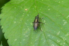 Idiella