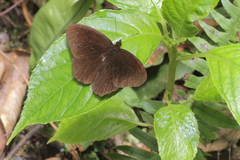 Praepronophila petronius