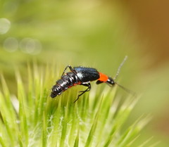 Carphurus cyanopterus