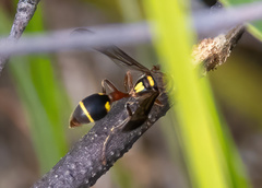 Ropalidia mathematica