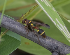 Ropalidia mathematica