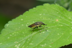 Idiella