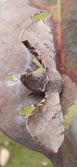 Bombyx