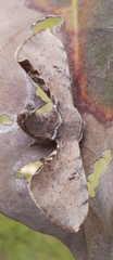 Bombyx