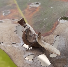 Bombyx