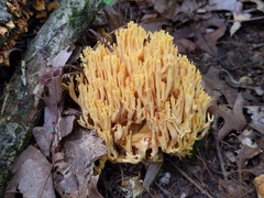 Ramaria divaricata
