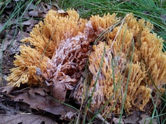 Mycogone calospora