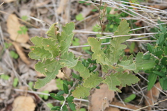 Quercus ithaburensis macrolepis