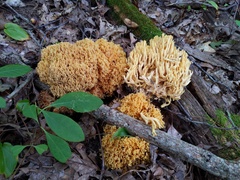Ramaria divaricata