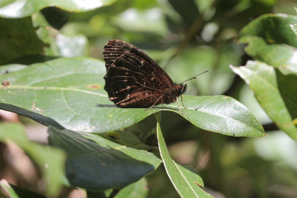 Pseudomaniola phaselis