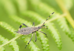 Gelonus tasmanicus