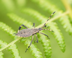 Gelonus tasmanicus