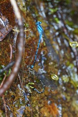 Argia variegata