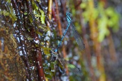 Argia variegata