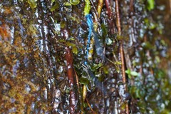 Argia variegata