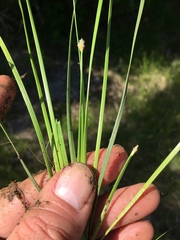 Eleocharis bifida