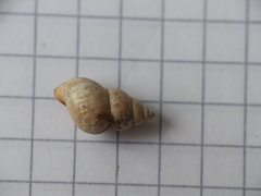 Bithyniidae