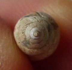 Bithyniidae
