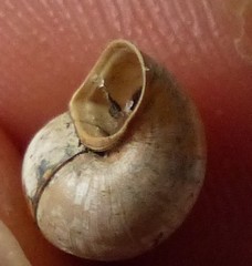 Bithyniidae