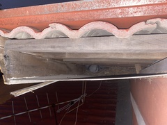 Columba livia domestica