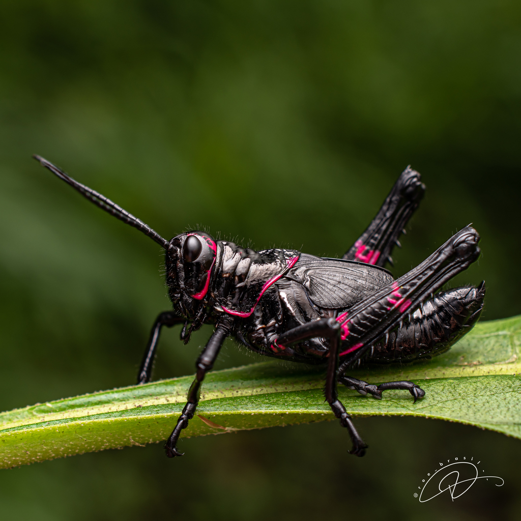 Soldier Grasshopper