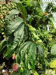 Begonia luxurians
