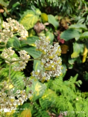 Begonia luxurians