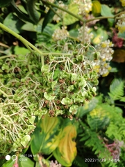 Begonia luxurians