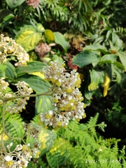 Begonia luxurians