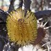 Banksia candolleana - Photo Casliber, no known copyright restrictions (public domain)