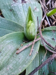 Ophrys sphegodes massiliensis