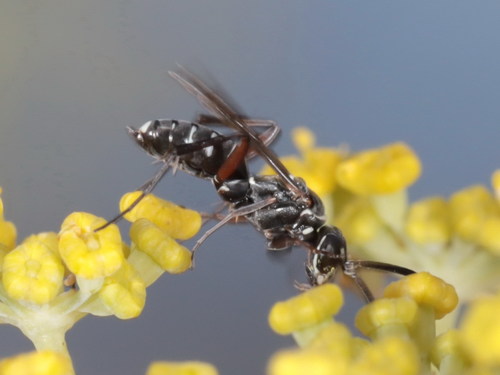 Representative image of Ceropales cribrata