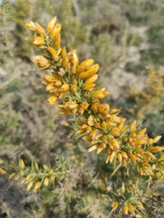 Ulex baeticus scaber