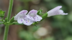 Lamiaceae