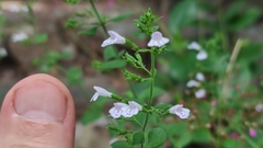Lamiaceae