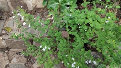 Lamiaceae