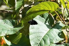 Ebrietas