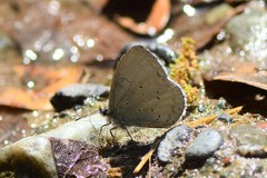 Celastrina gigas