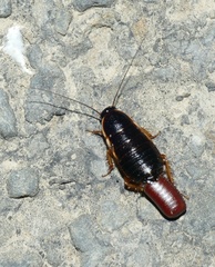 Loboptera