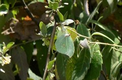 Gonepteryx nepalensis