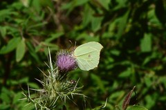 Gonepteryx nepalensis