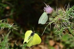 Gonepteryx nepalensis