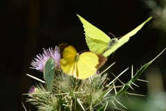 Gonepteryx nepalensis