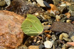 Gonepteryx nepalensis