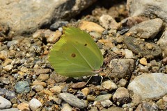 Gonepteryx nepalensis