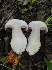 Cortinarius praestans