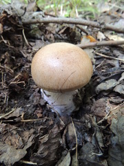 Cortinarius praestans