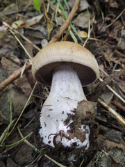 Cortinarius praestans