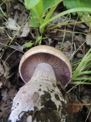 Cortinarius praestans