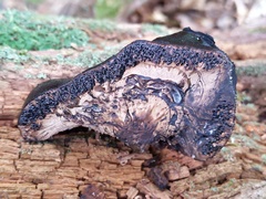 Camarops petersii